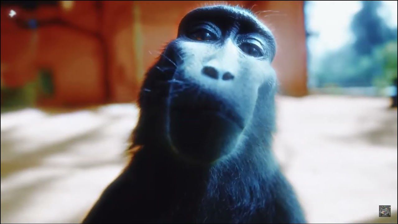 1280x720 Monkey Rizz 4k 1 min Edit
