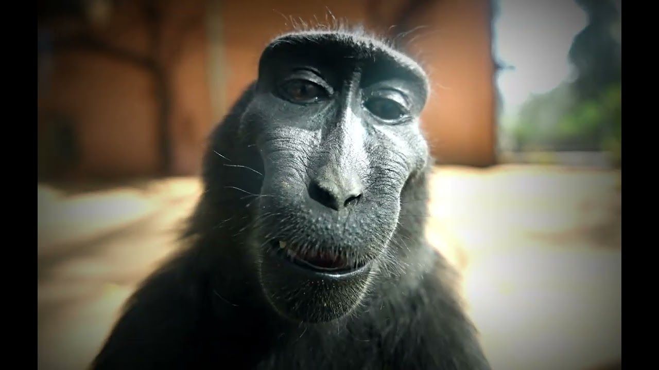 1280x720 Monkey RizzK