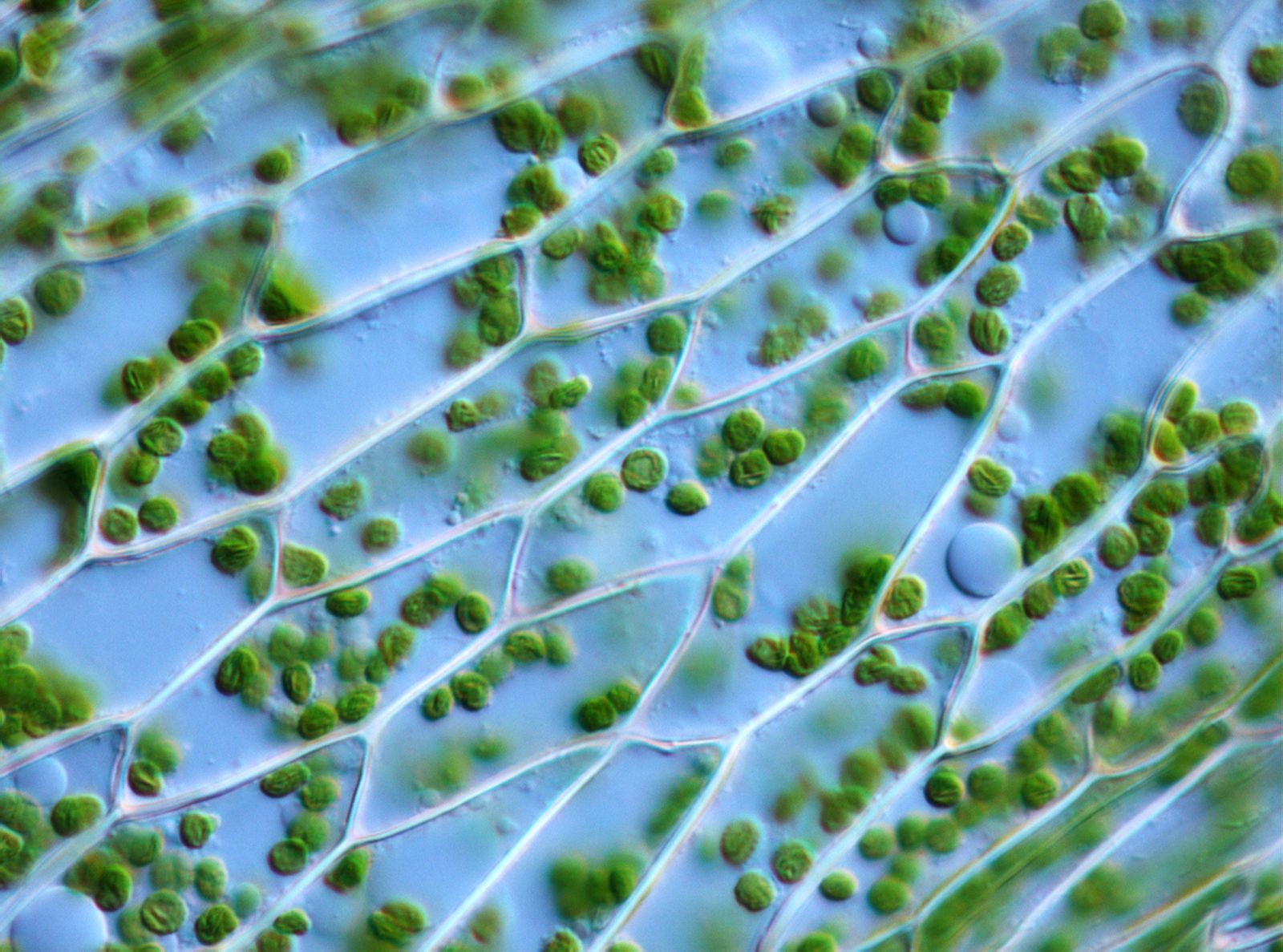 1600x1187 Chloroplast. Diagram, Function, Structure, Location, & Importance