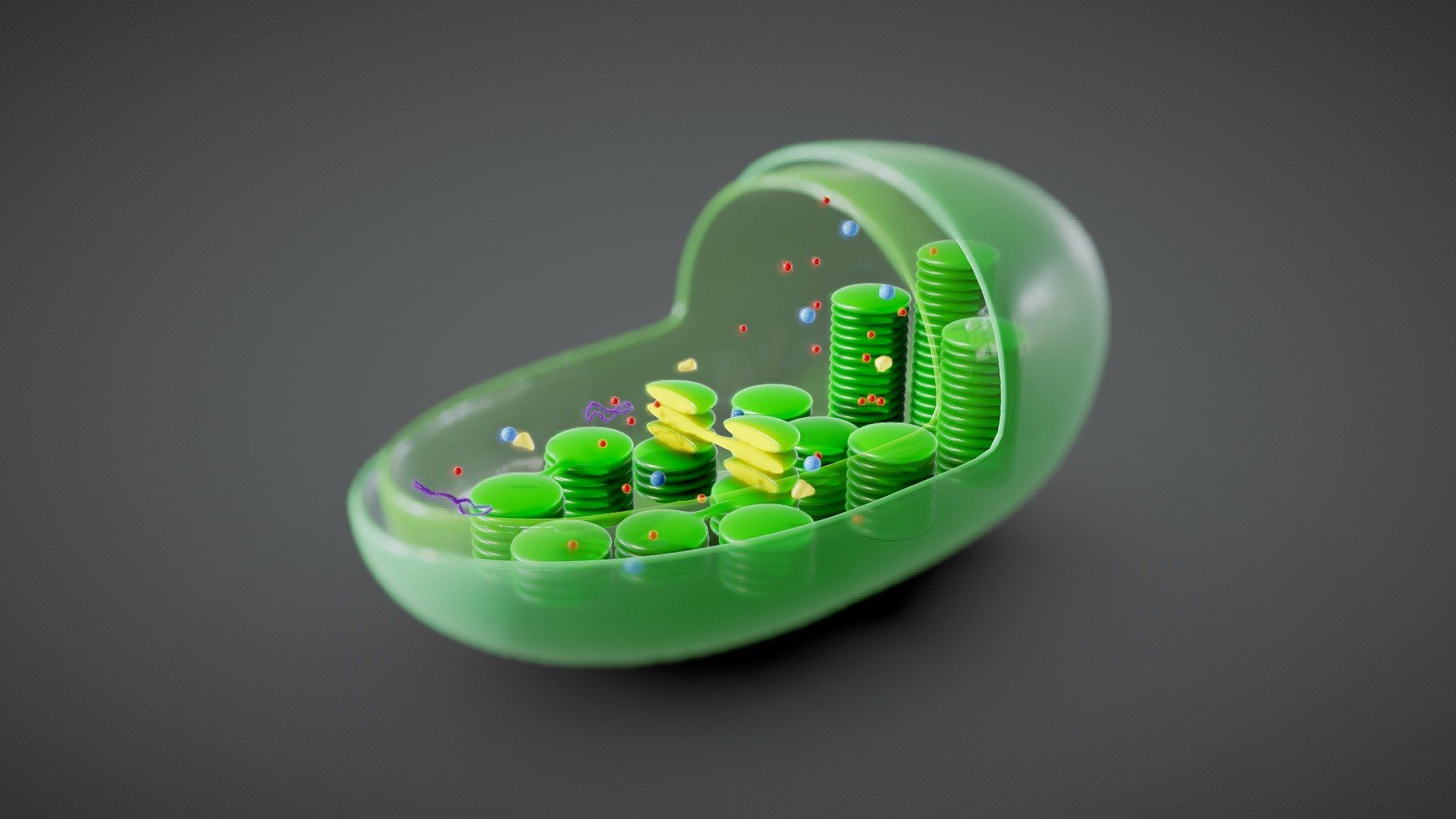 1920x1080 Chloroplast Wallpaper