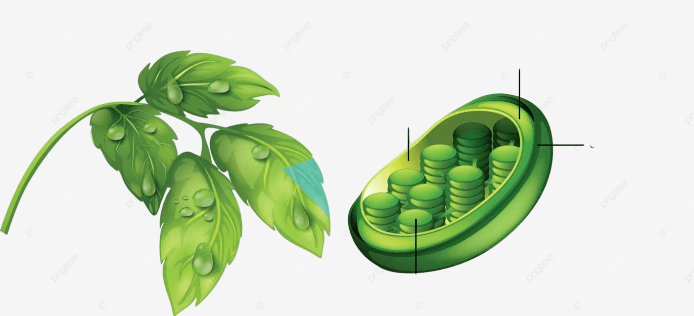 1403x640 Diagram Showing Chloroplast In Plant Leaf Clipping Chloroplast Plant Vector, Clipping, Chloroplast, Plant Illustration Background And Wallpaper For Free Download