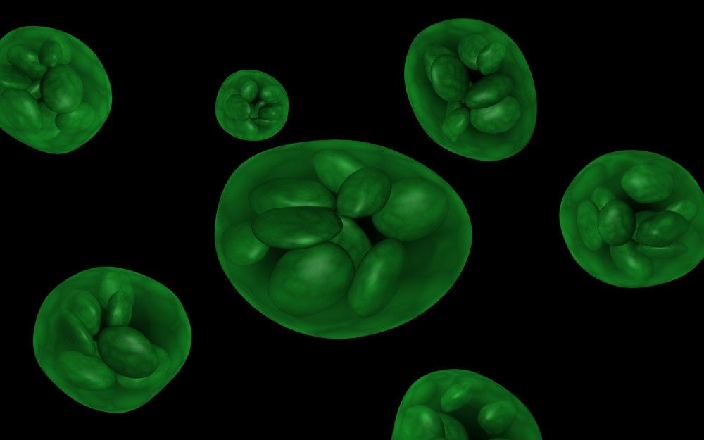 1000x625 Conceptual image of chloroplast Poster Print # VARPSTSTK700650H