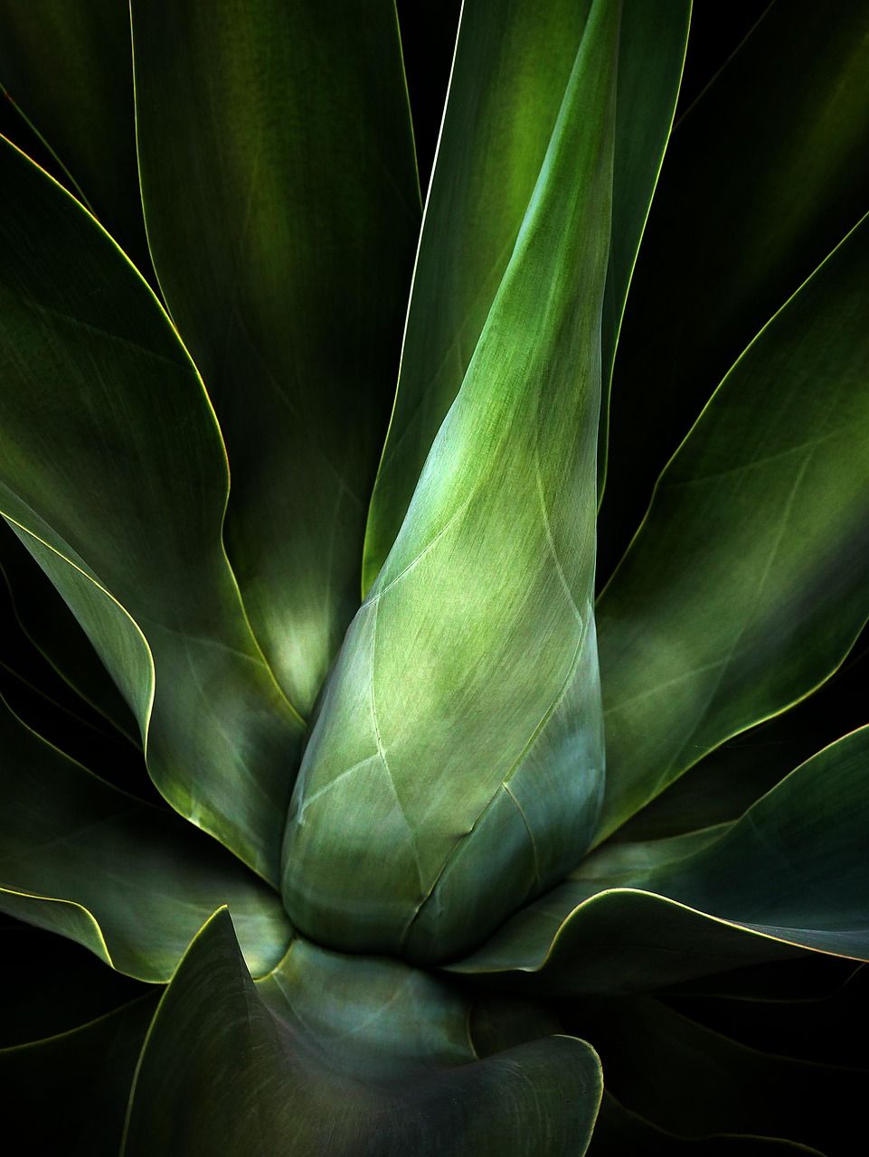 961x1280 Free Cloroplasto & Chloroplast Image