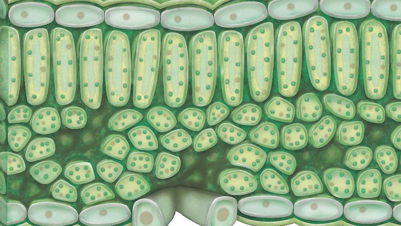 1280x720 chloroplast