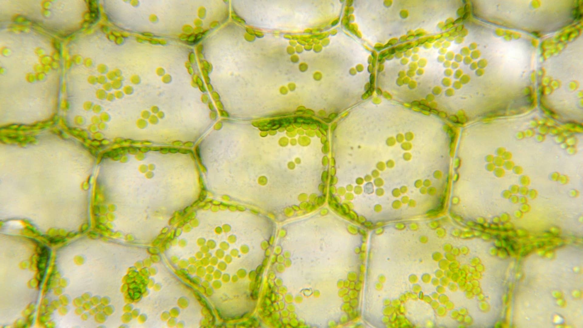 1920x1080 Compare and Contrast: Chloroplasts and Mitochondria