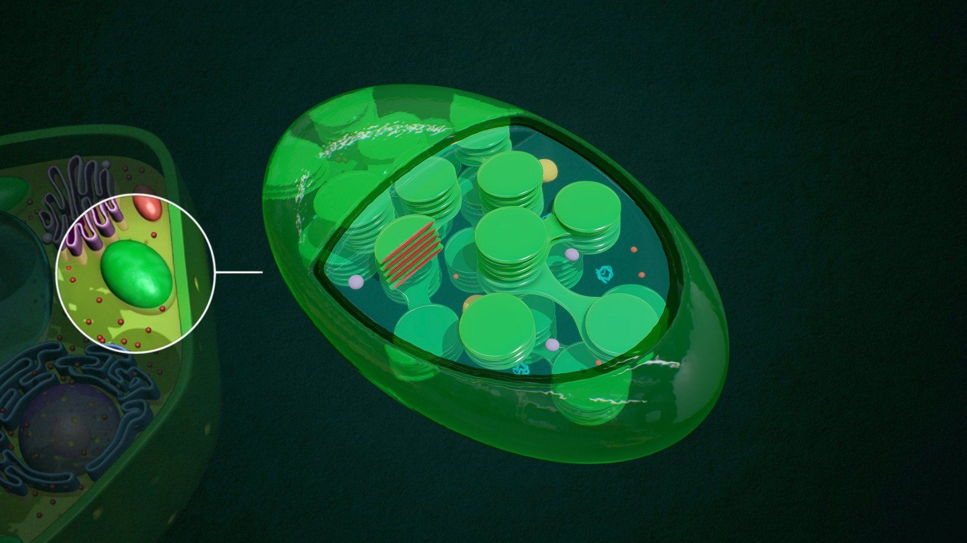 1920x1080 Chloroplast model by jlf_illustration [9a244f0]