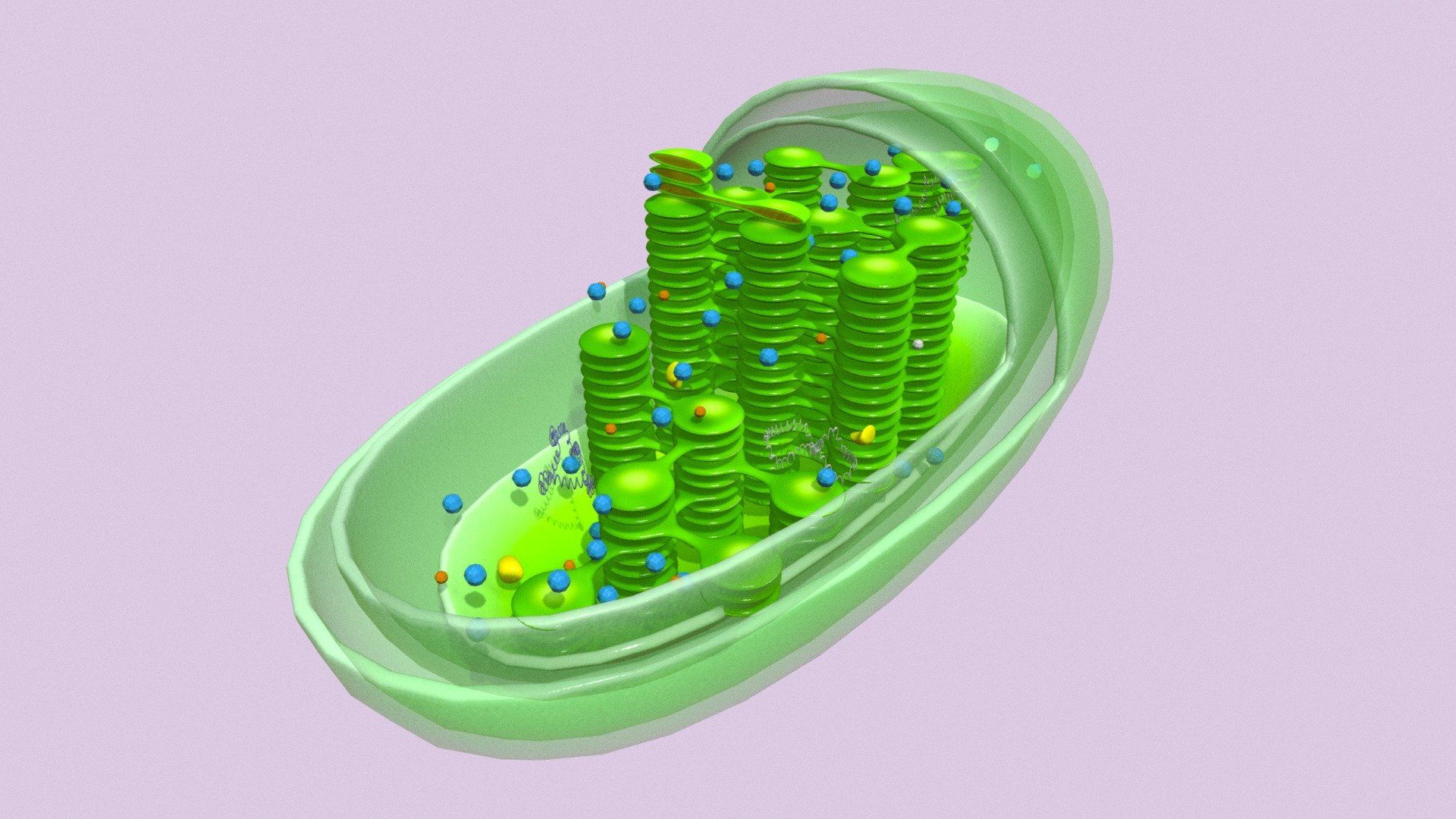 1920x1080 Chloroplast Free 3D model by arloopa [30bc55b]