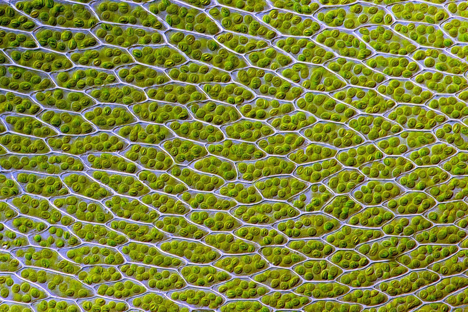 1536x1024 Chloroplast（Biological term）_Baiduwiki
