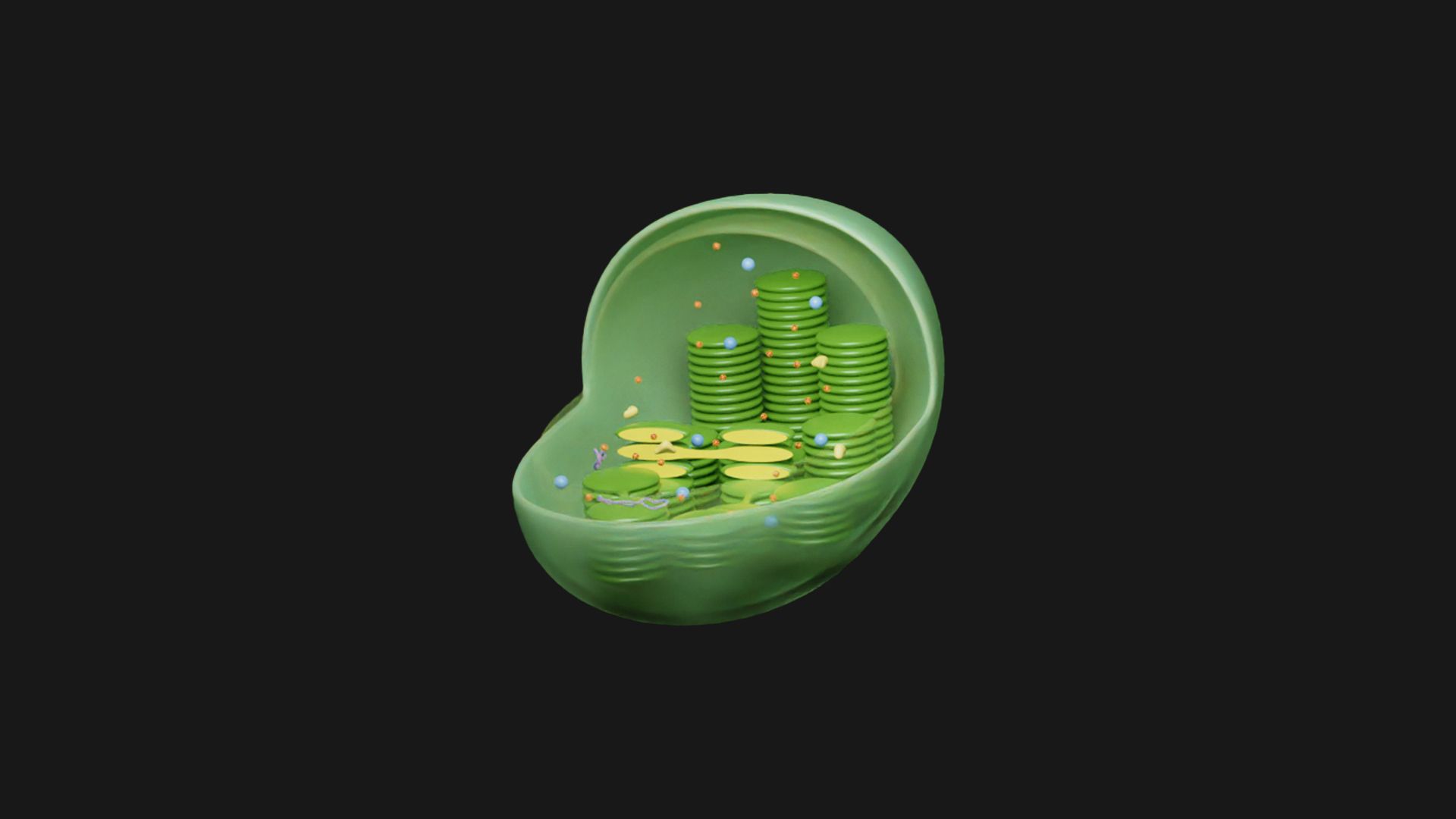 1920x1080 ❌ Chloroplast Cross Section Anatomy・ 3D File for ・Cults