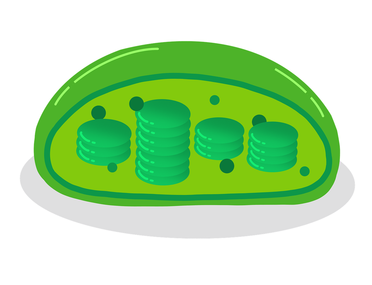 1280x981 Download Chloroplasts Cell Biology. Royalty Free Stock Illustration Image