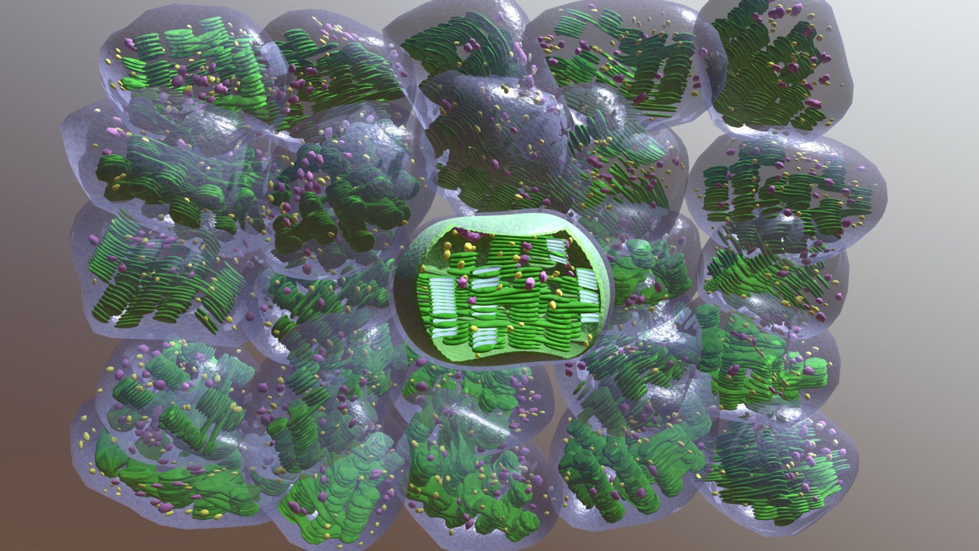 1920x1080 Chloroplasts model by Sereib [3c85d04]