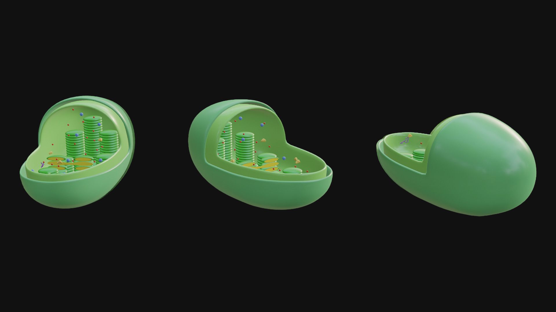 1920x1080 ❌ Chloroplast Cross Section Anatomy・ 3D File for ・Cults