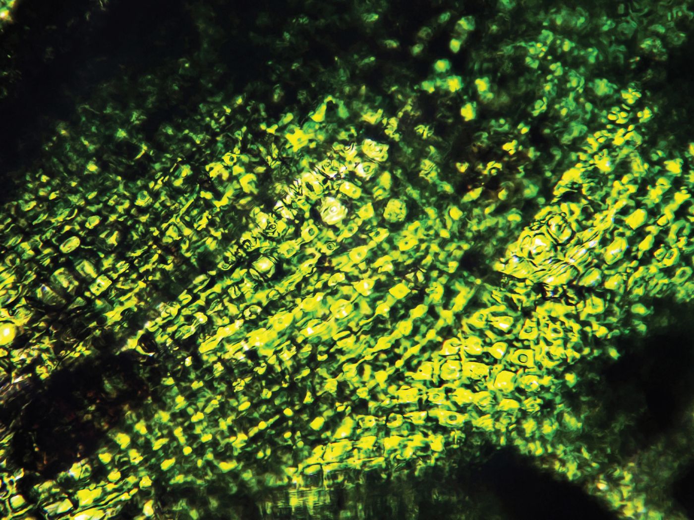 1400x1050 Stolen Chloroplasts Steal the Show. The Institute for Creation Research