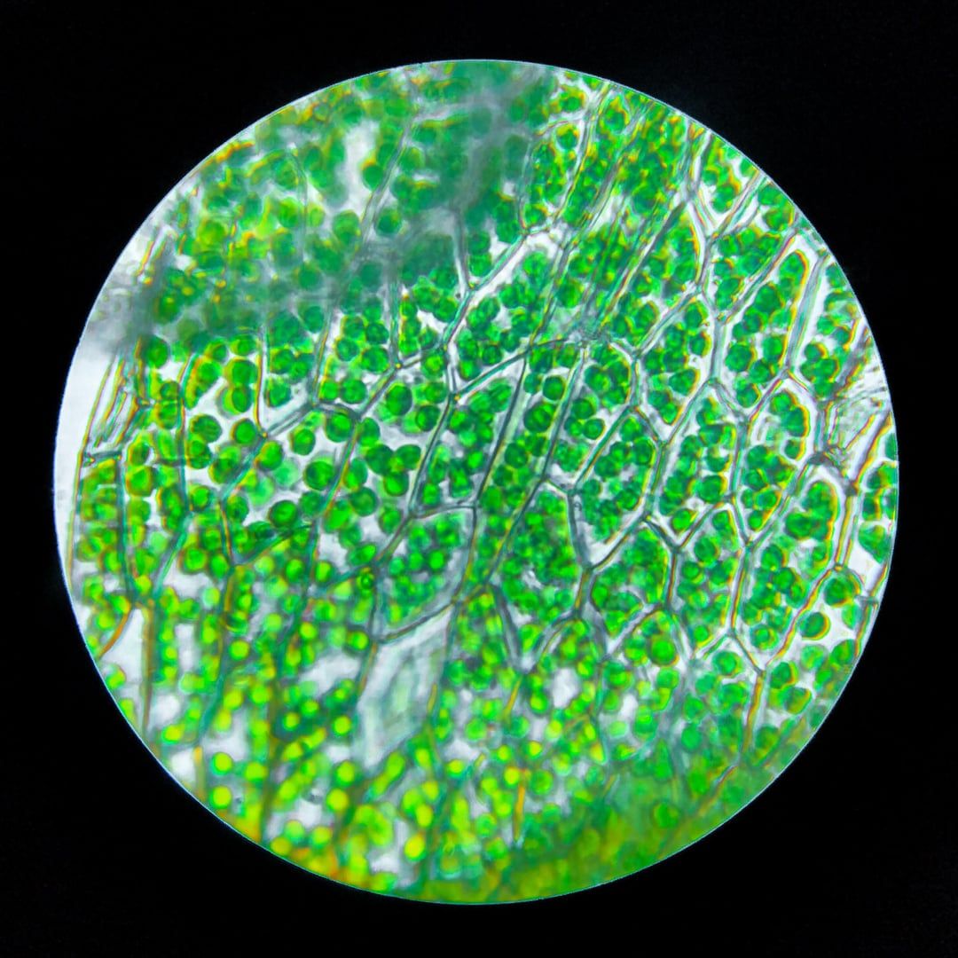 1080x1080 I took some picture of chloroplasts under the microscope. Hope you like it :)