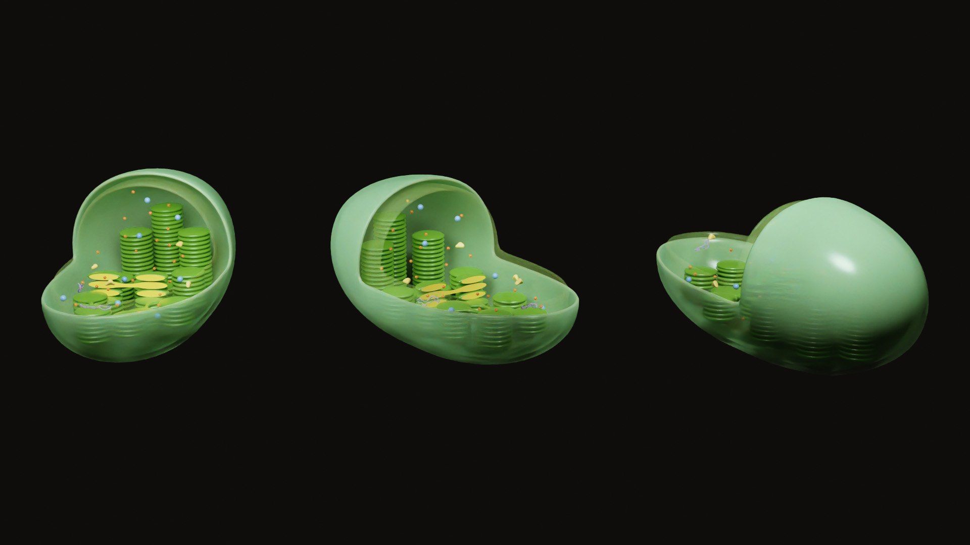 1920x1080 Chloroplast Cross Section Anatomy 3D Model