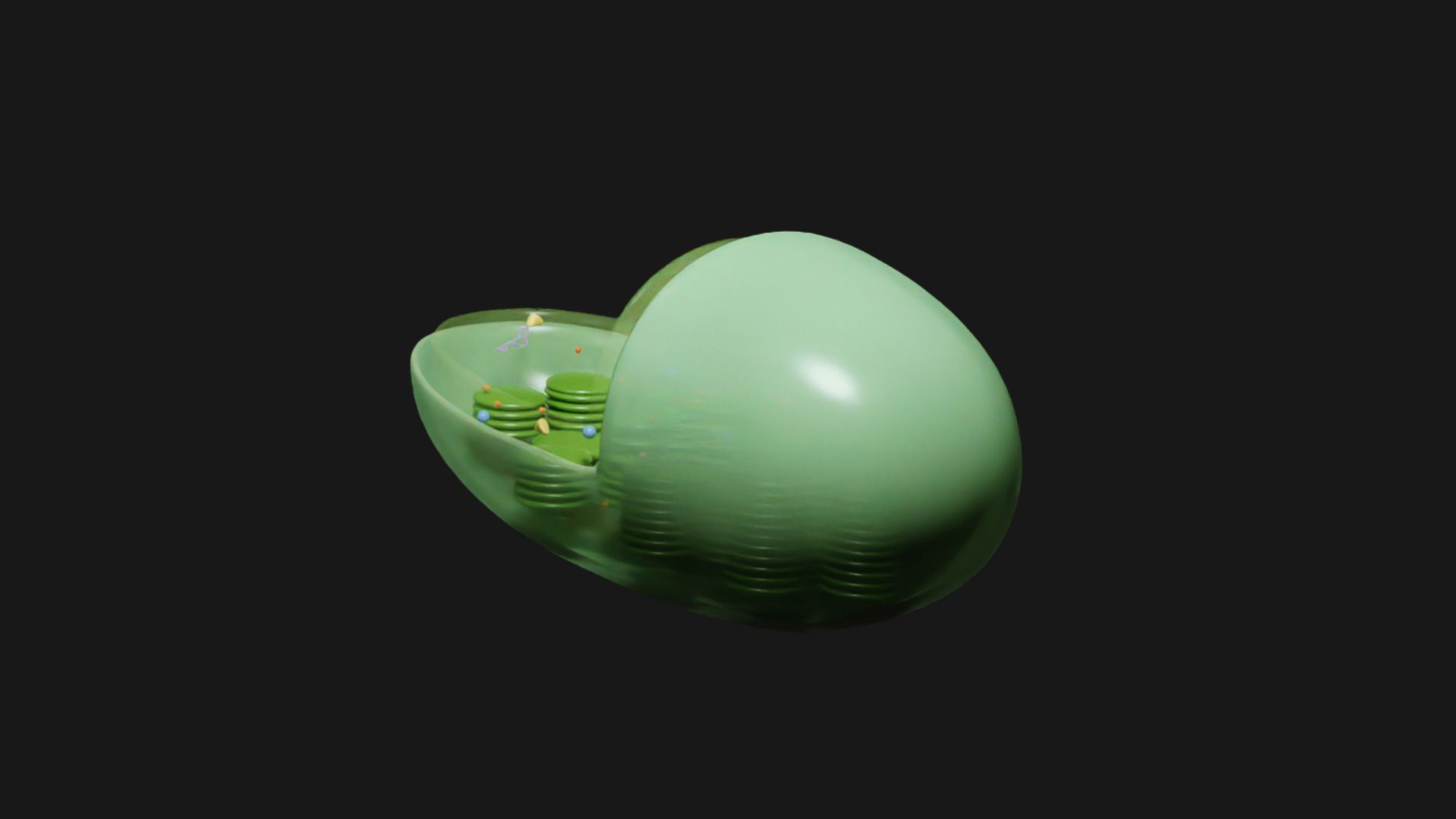 1920x1080 ❌ Chloroplast Cross Section Anatomy・ 3D File for ・Cults