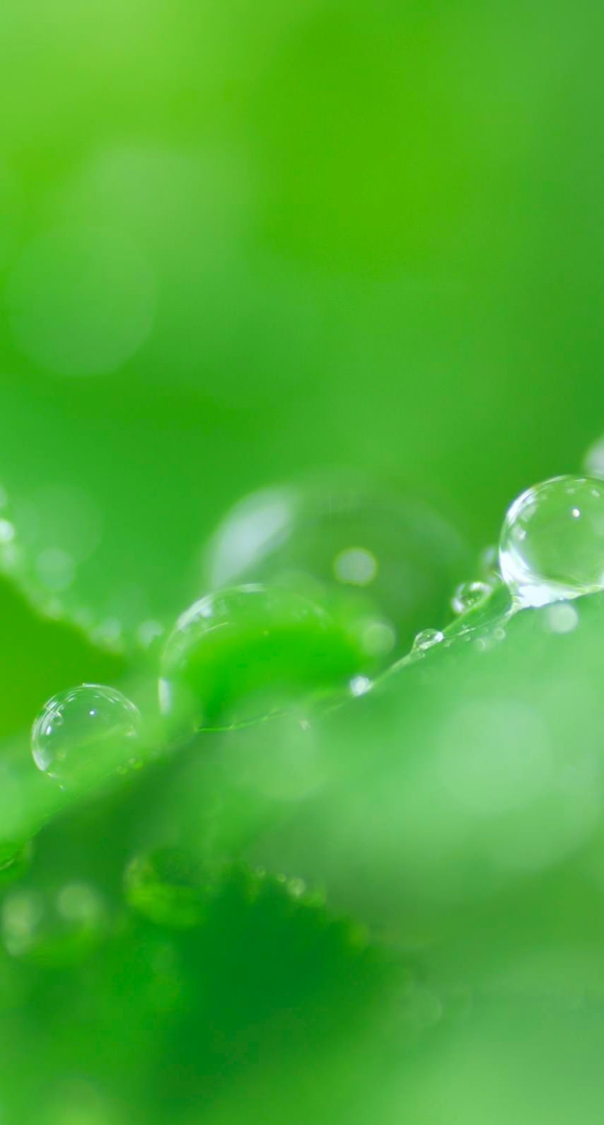 854x1590 Natural chloroplast. wallpaper.sc iPhone6s