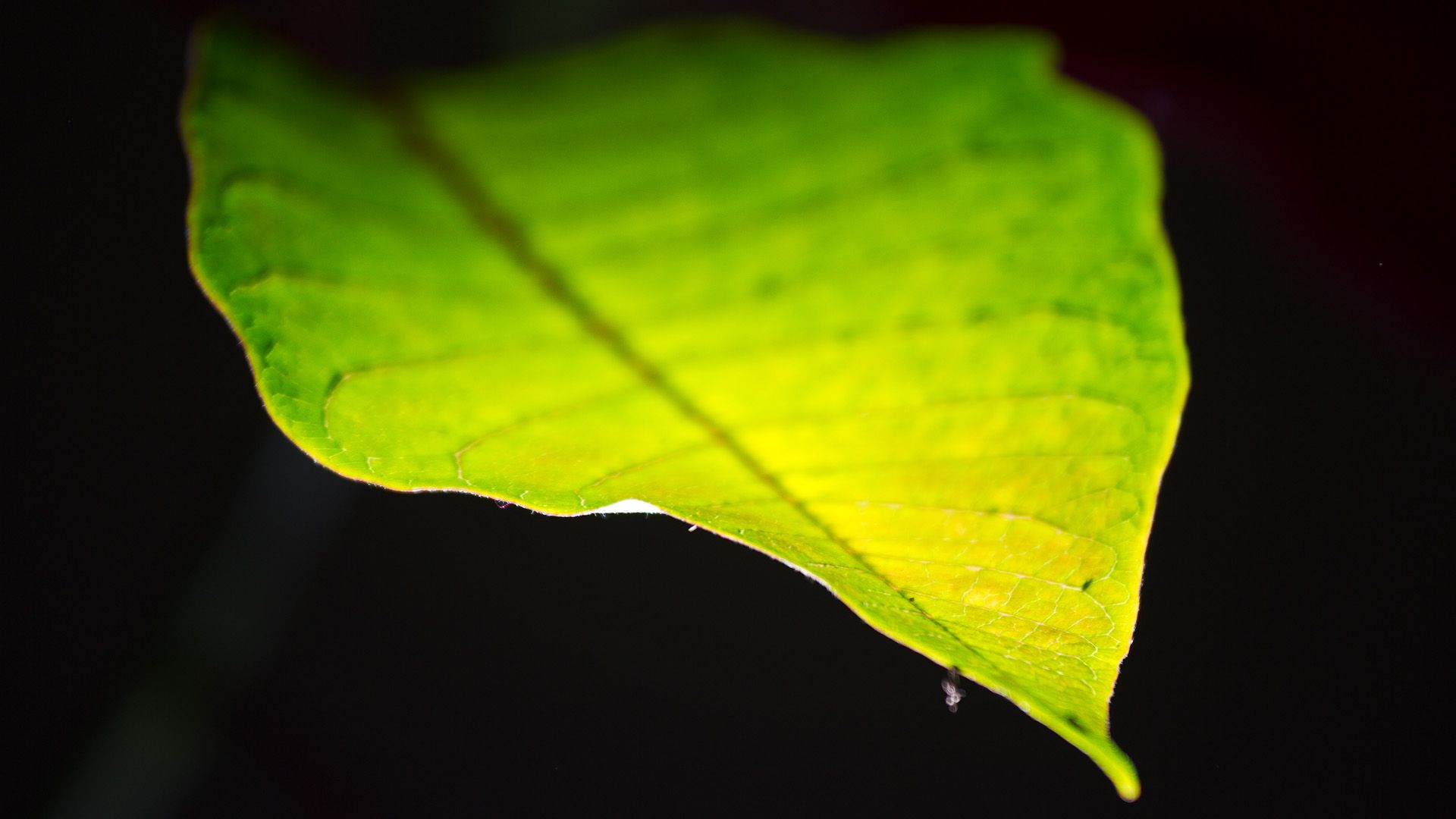 1920x1080 Chloroplasts, the plant powerhouses, send signals to roots