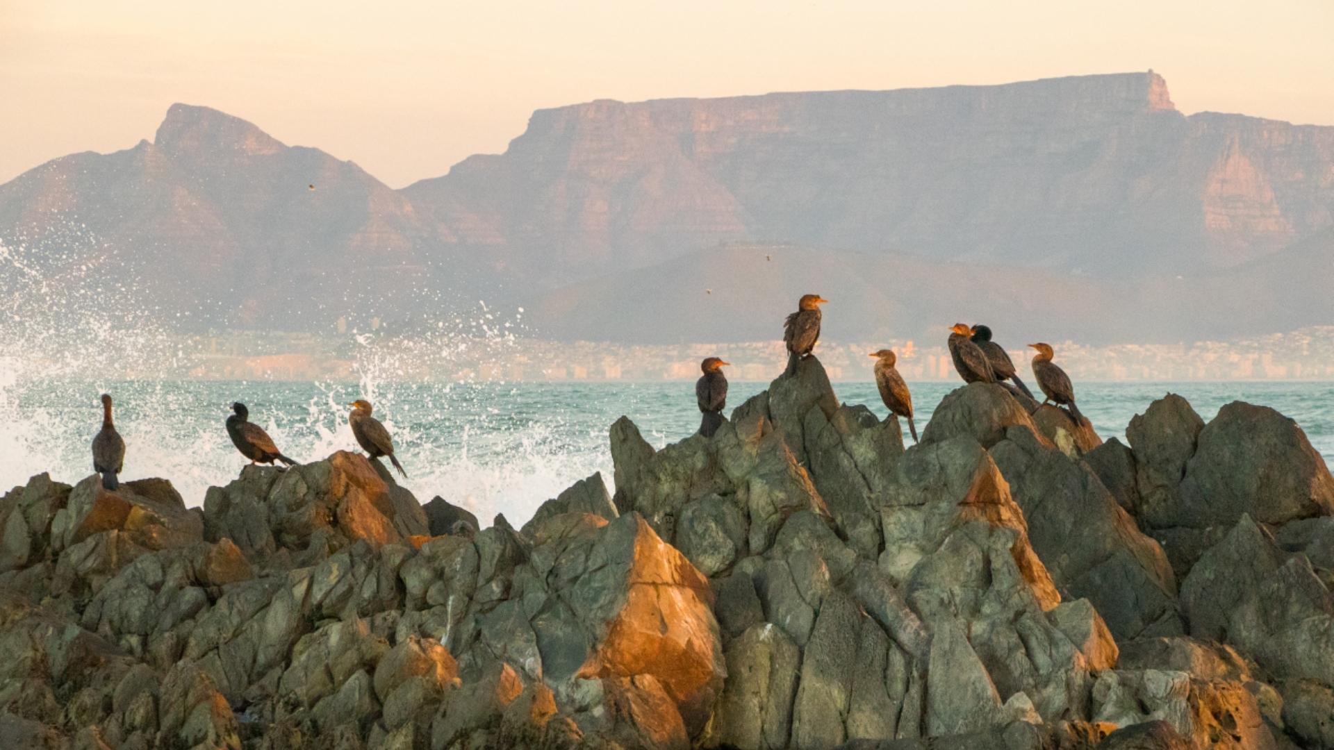 1920x1080 Cape Peninsula Island World Heritage Site