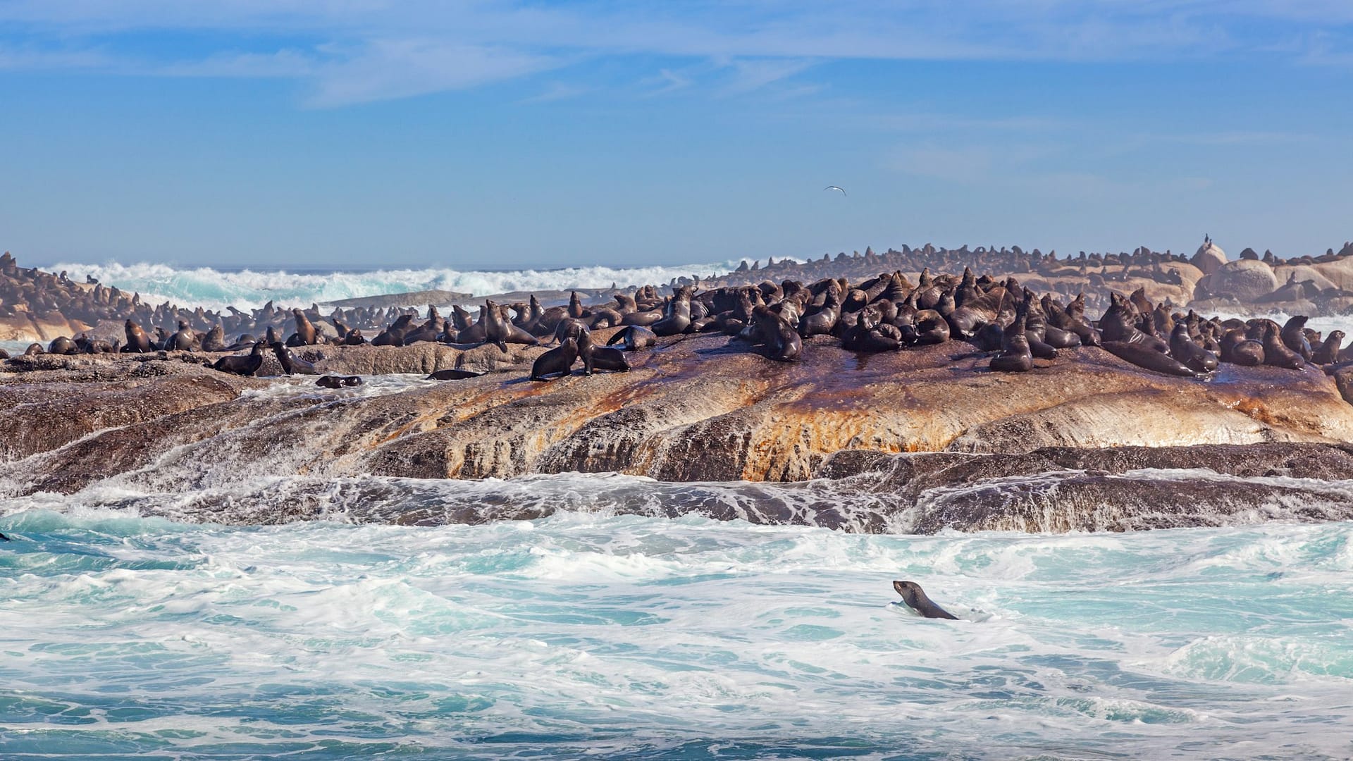 1920x1080 Don't book a trip to Robben Island before reading this
