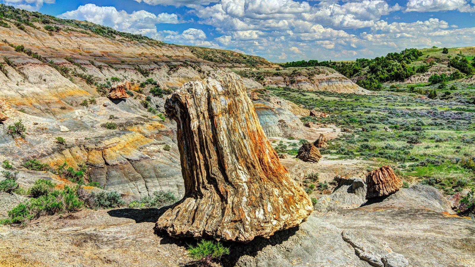1600x900 Petrified Forest (U.S. National Park Service)