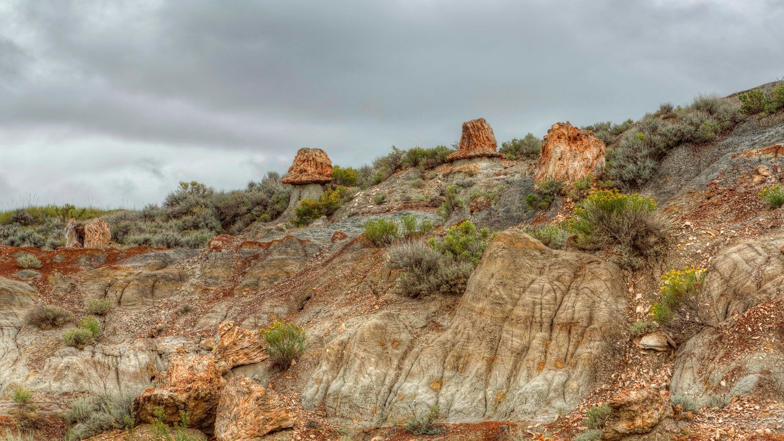 1600x900 Petrified Forest (U.S. National Park Service)