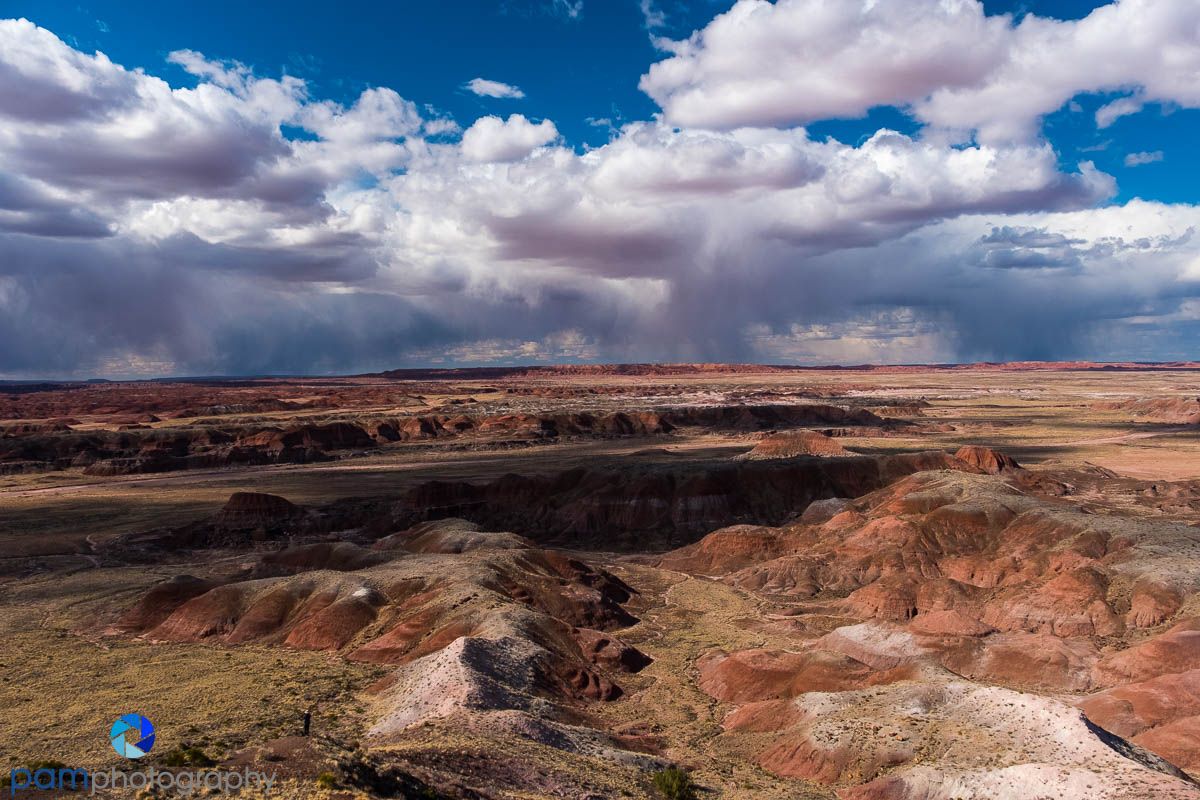 1200x800 Photographing the Petrified Forest, Again