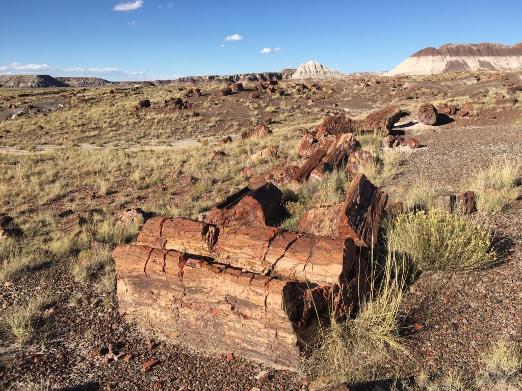 1024x768 Visiting Arizona: How The Petrified Forest Wins Over Families