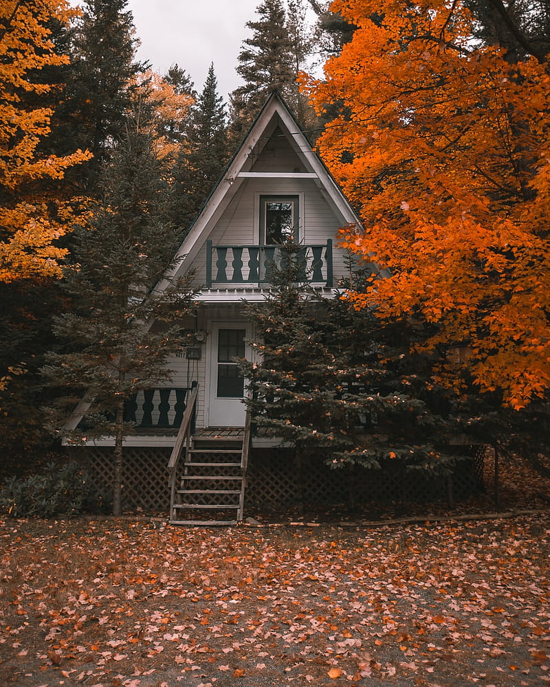 800x1000 1080x2160px, 1080P free download. Cozy Cabin, Fall Cabin, HD phone wallpaper
