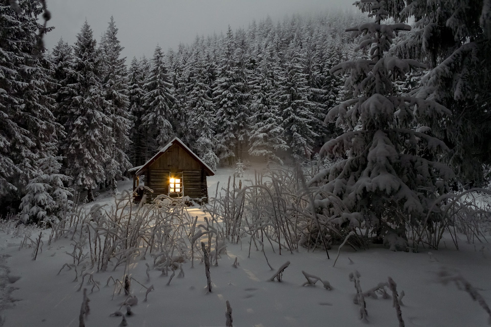 1920x1280 Royalty Free Photo: Brown House In The Middle Of The Forest During Daytime