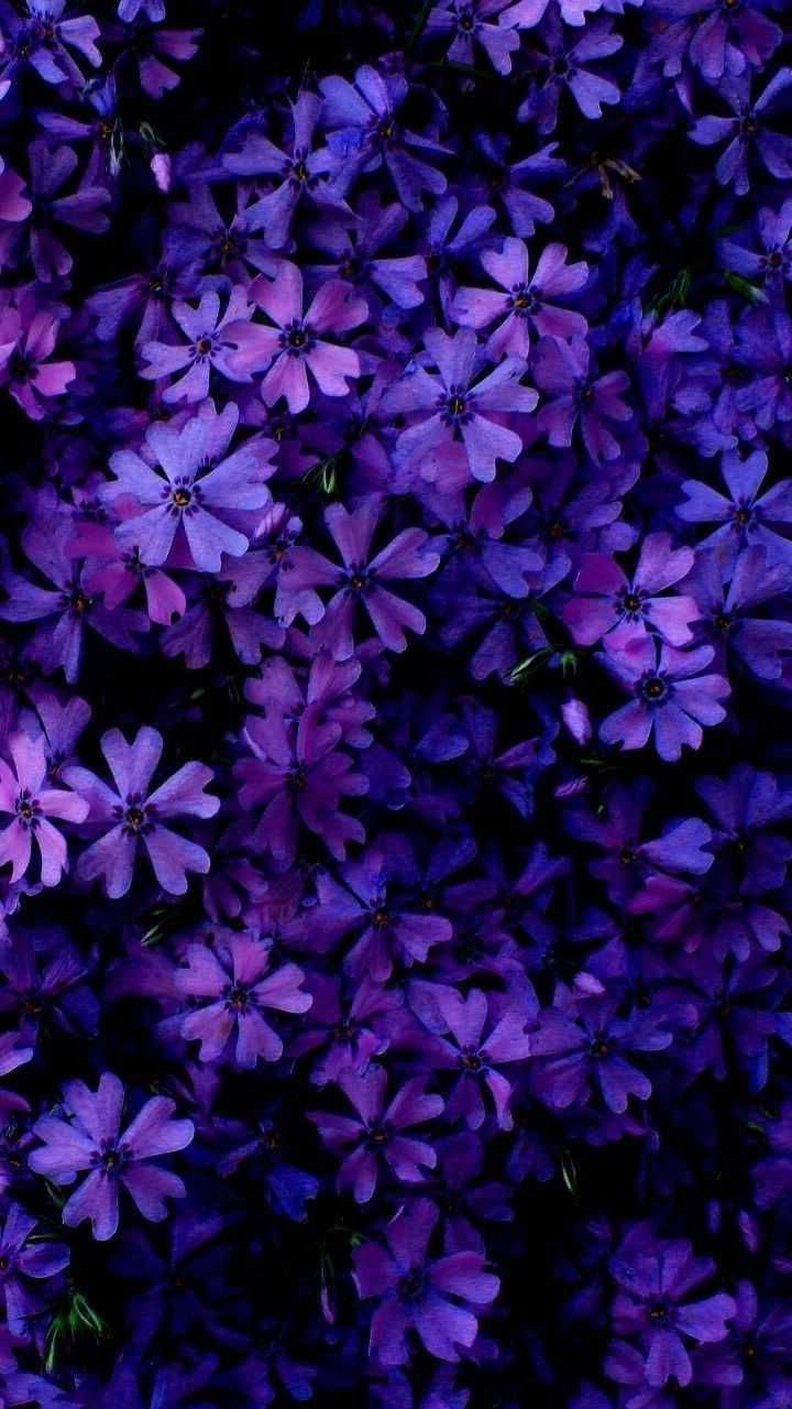 720x1280 HD Purple Wallpaper Free HD Wallpaper