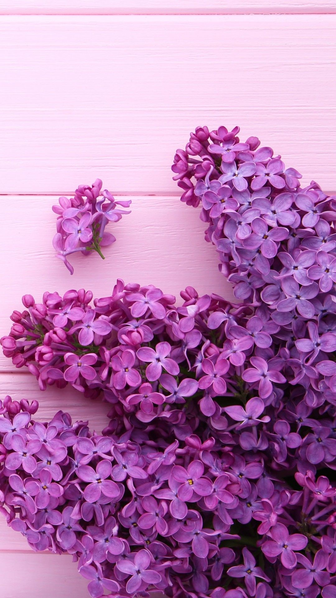 1080x1920 Purple Flowers Plants In Pink Background 4K 5K HD Purple Wallpaper