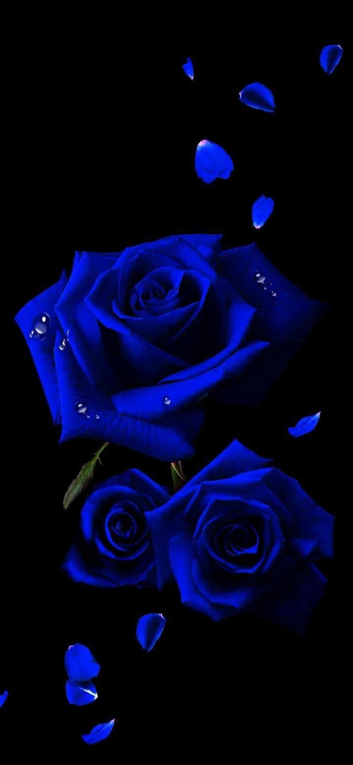 720x1560 Blue Lovers: Royal Blue Wallpaper with Beautiful Roses. Blue rose 4k wallpaper, Blue rose with black background, Blue rose with starry background