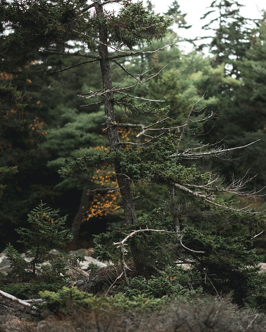 910x1138 HD wallpaper: united states, pocono mountains, plants, trees, tones, vegetation