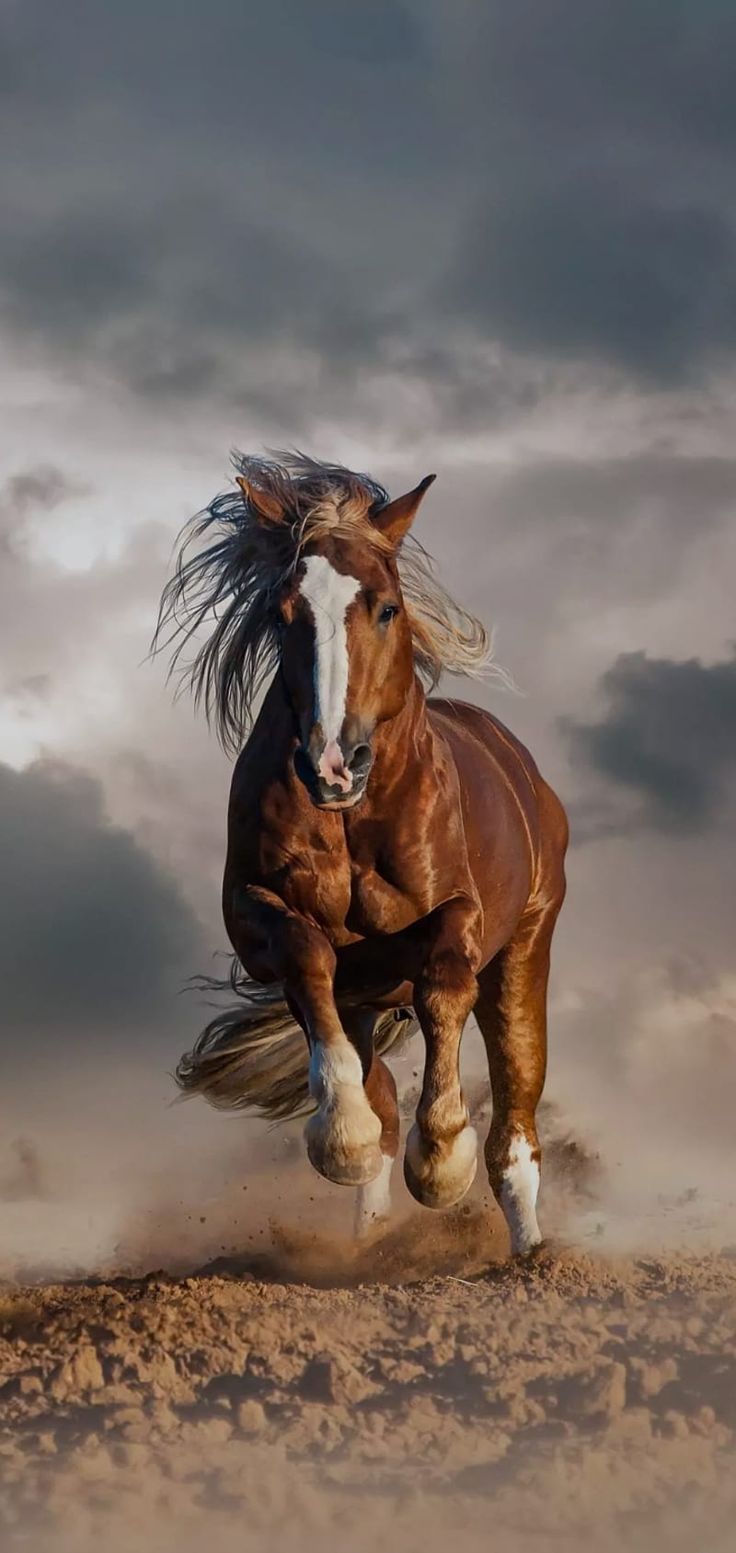 736x1553 Running horses, Horse Herd, Beautiful Horses, Horses, Chestnut horses, HD wallpaper