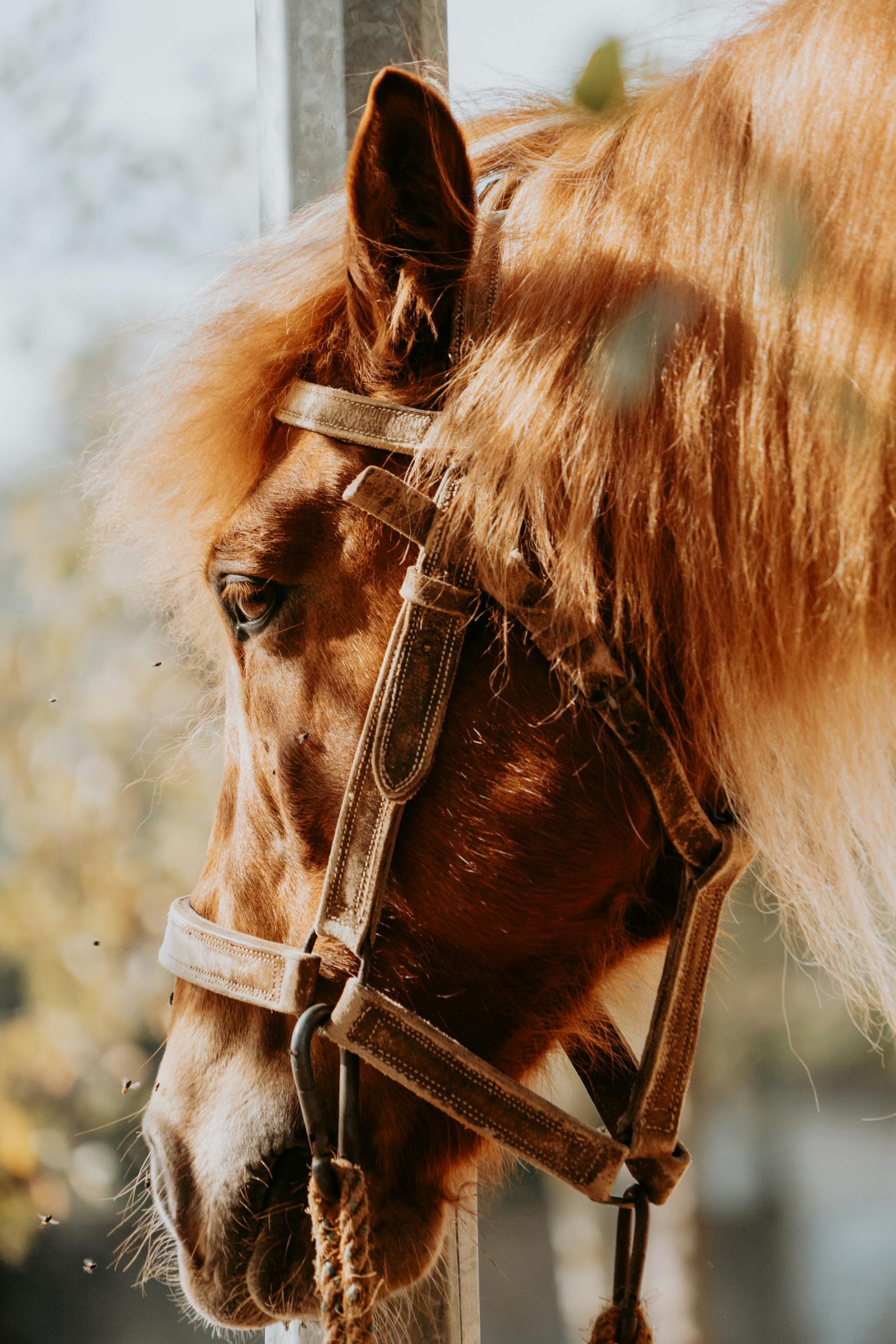 1800x2700 Beautiful Chestnut Horse in Natural Sunlight · Free