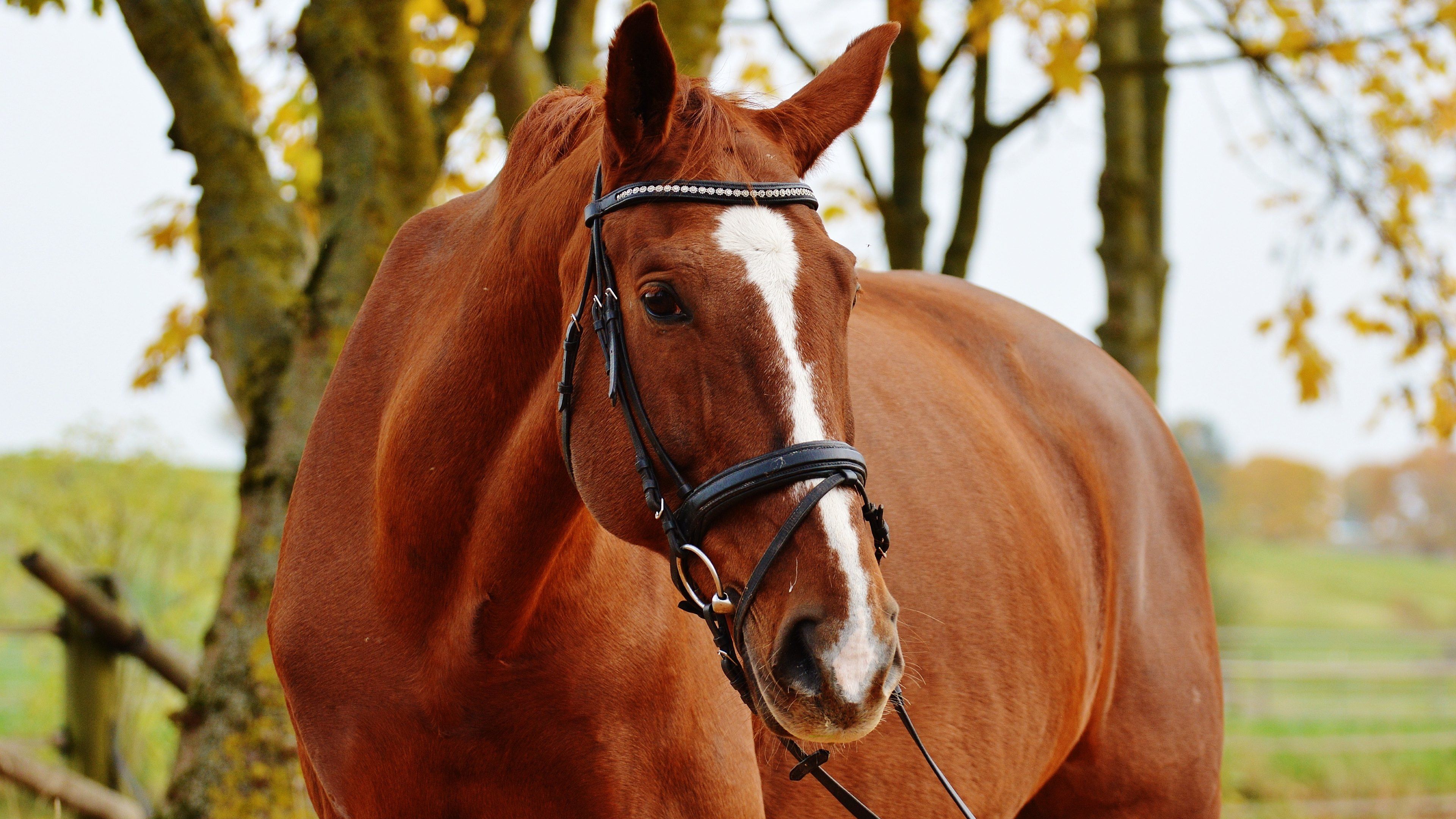 3840x2160 Majestic Horse in 4K Ultra HD Wallpaper