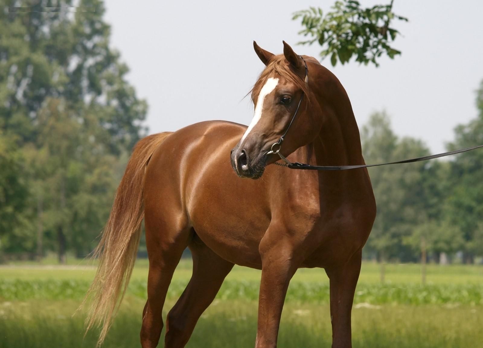 1600x1155 Chestnut Horse Wallpaper