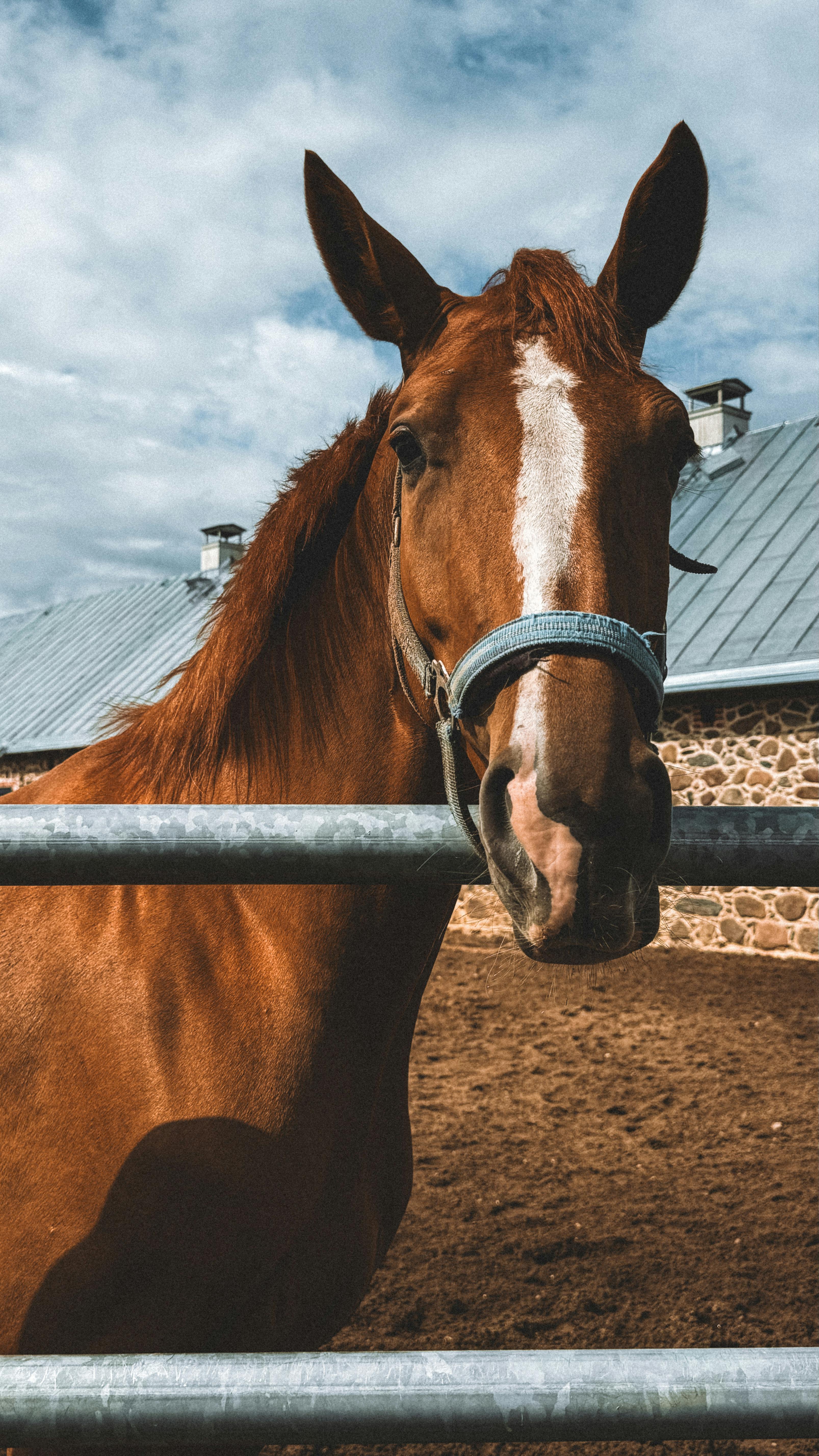 3213x5712 Chestnut Horse Standing by Farm Fence · Free