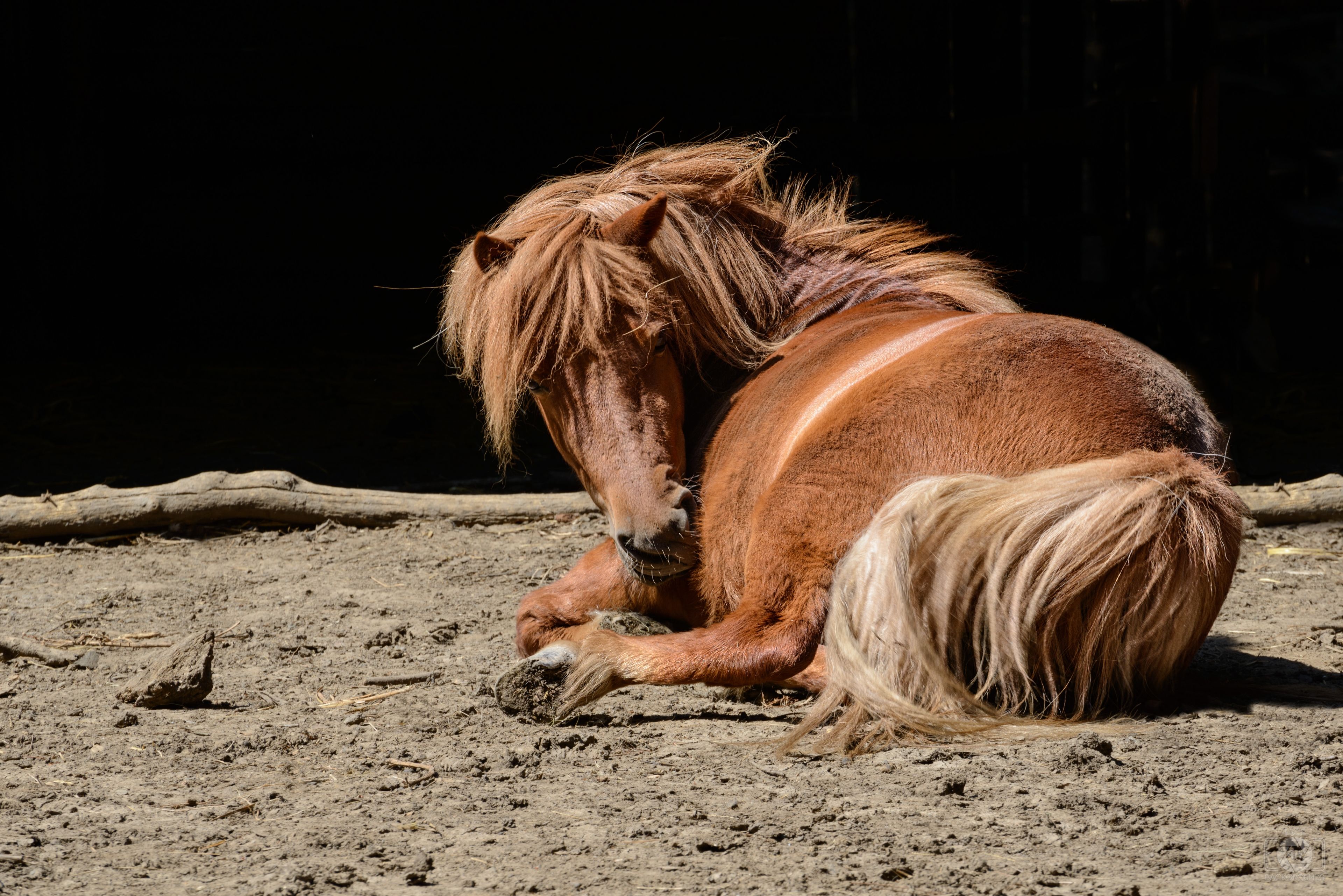 3840x2562 Sitting Chestnut Horse Background Quality Free Background