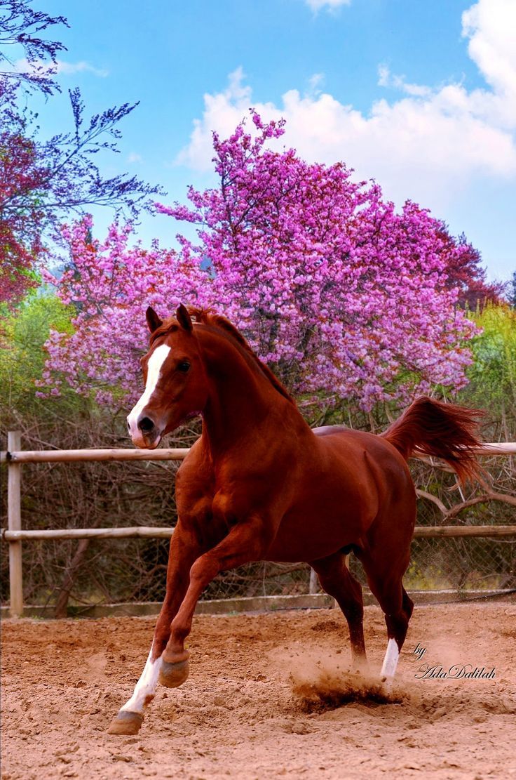 736x1111 Beautiful Horse Running in Front of Purple Flowers. Poderosas imágenes, Razas de caballos, Arte francés