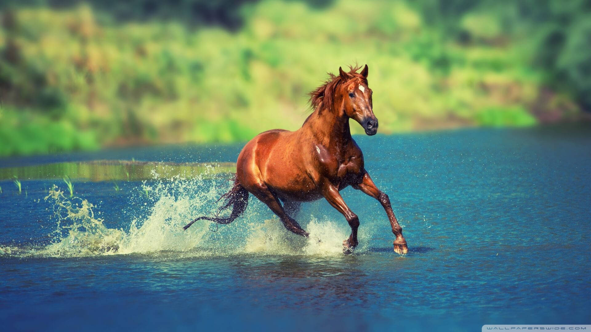 1920x1080 Download Horse Wallpaper
