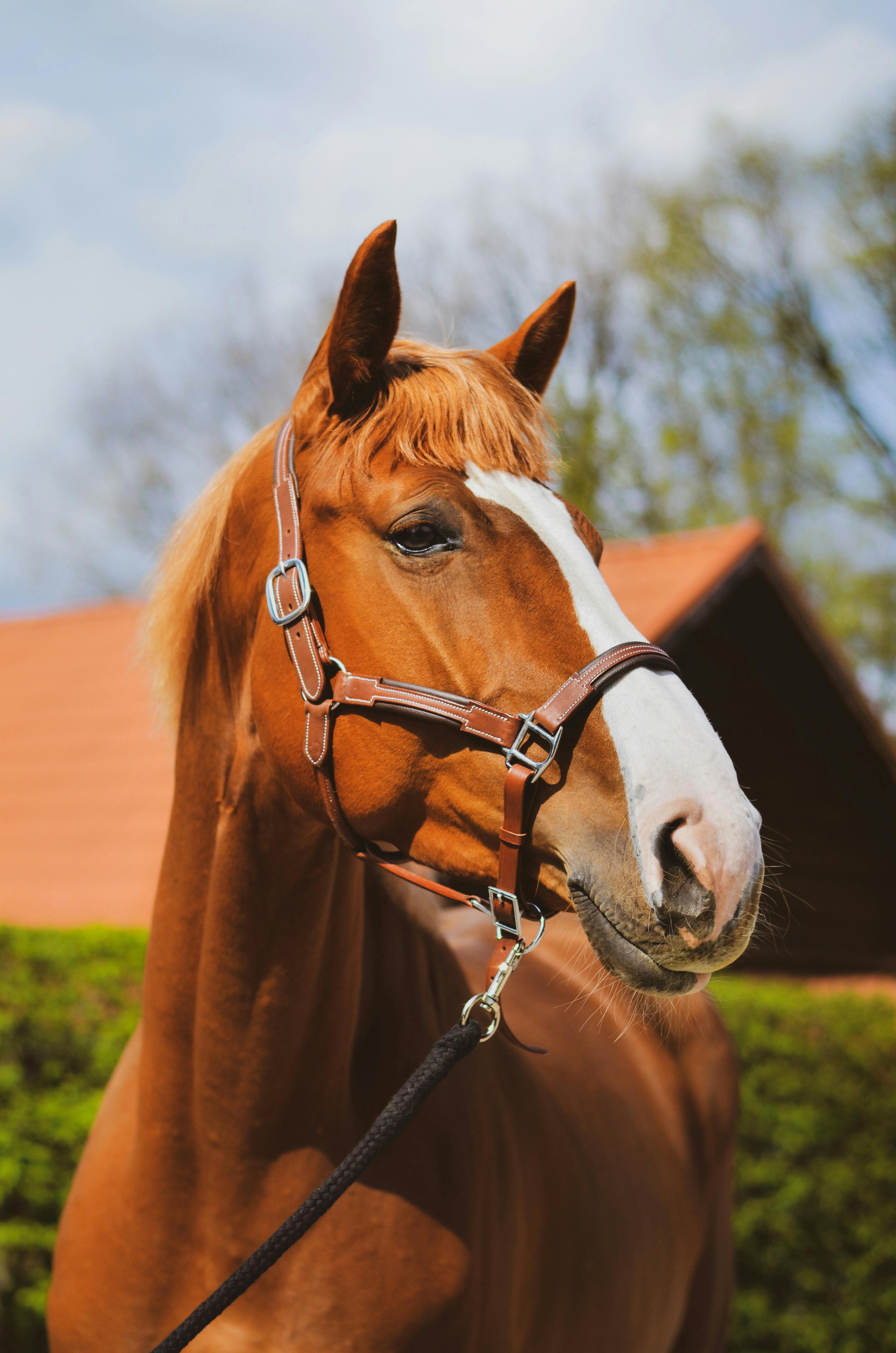 3264x4928 Close up of Brown Horse · Free