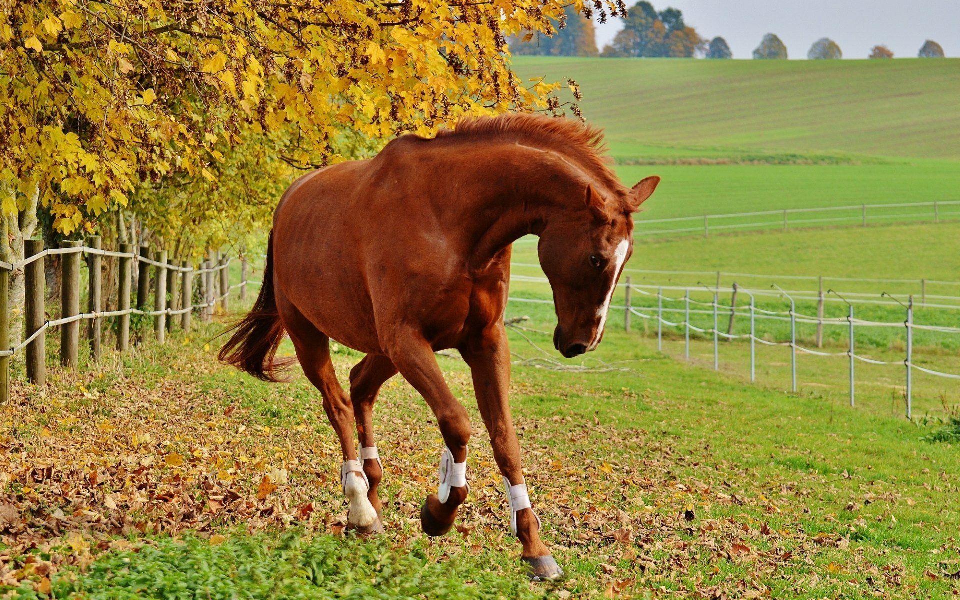 1920x1200 Autumn Chestnut
