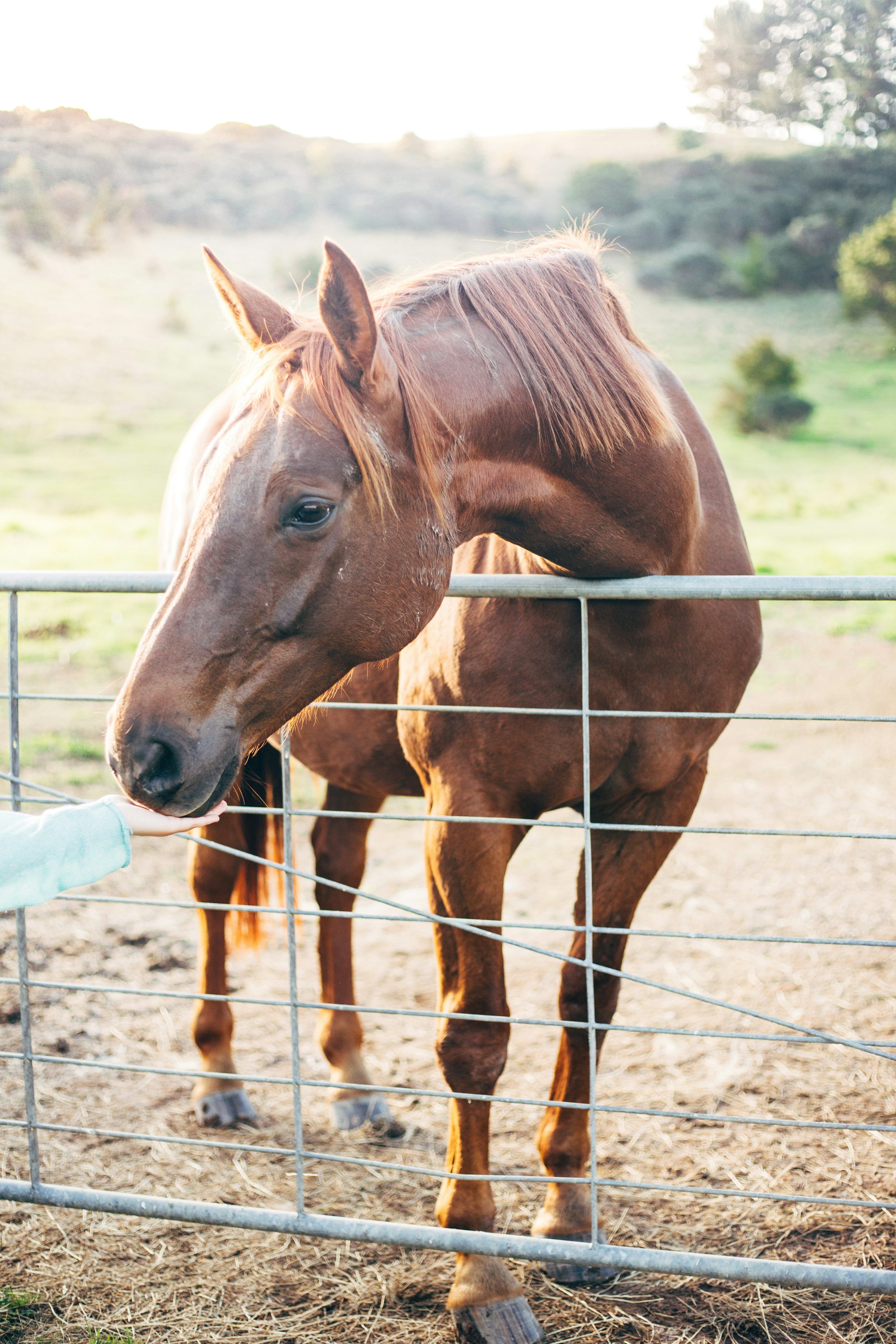 3000x4500 Brown horse photo
