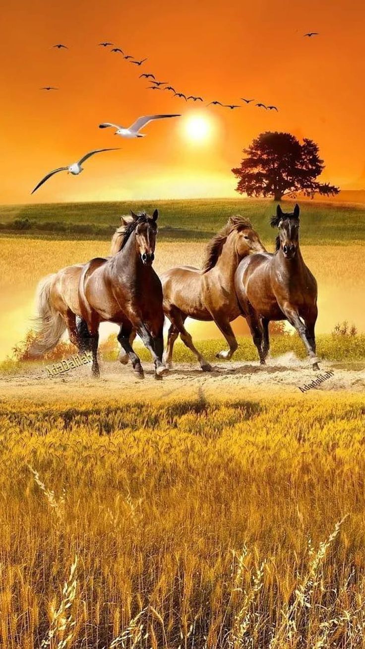 736x1308 Running horses, Horse Herd, Beautiful Horses, Horses, Chestnut horses, HD wallpaper