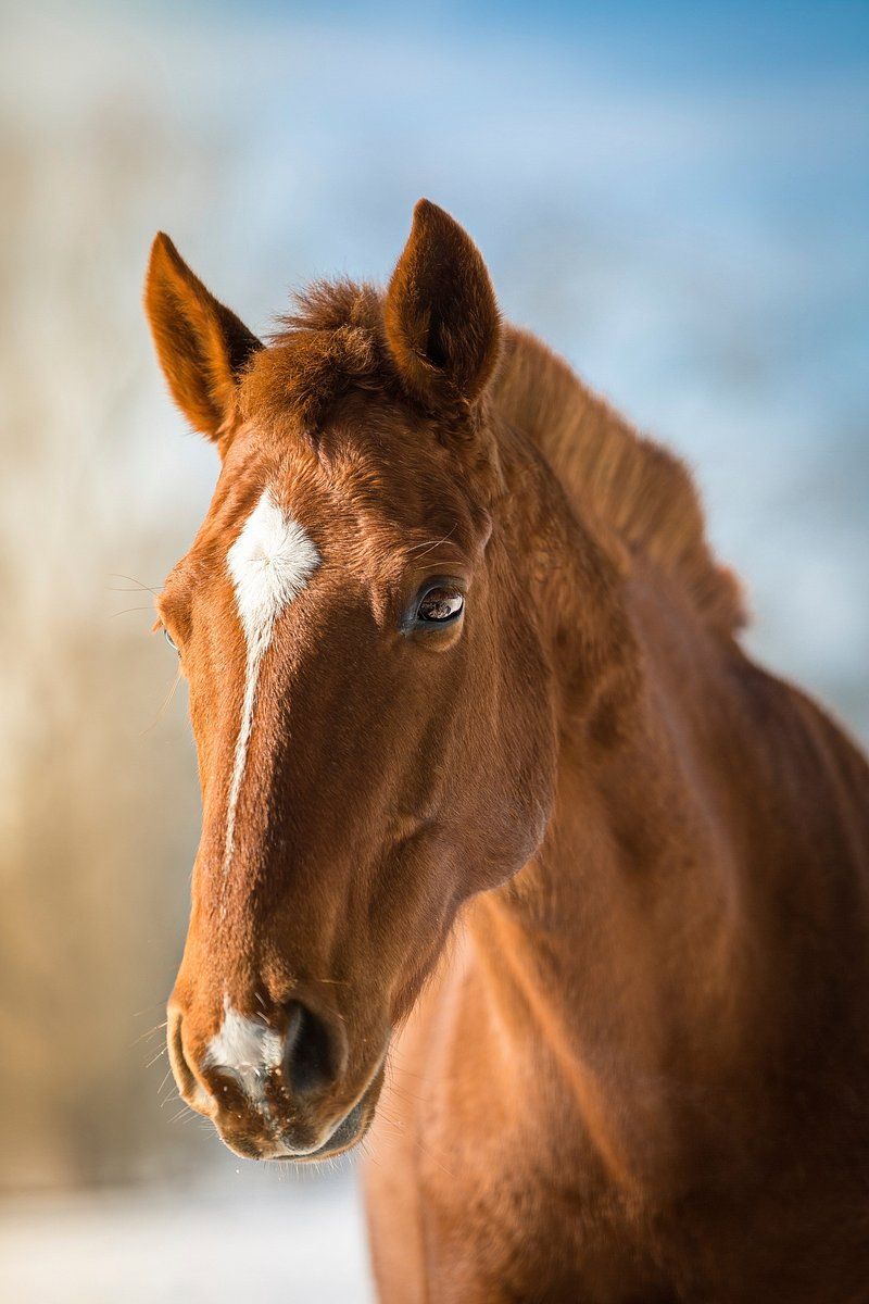800x1200 Public Domain Horses Image. Free CC0 Art, Vintage Illustrations & Paintings