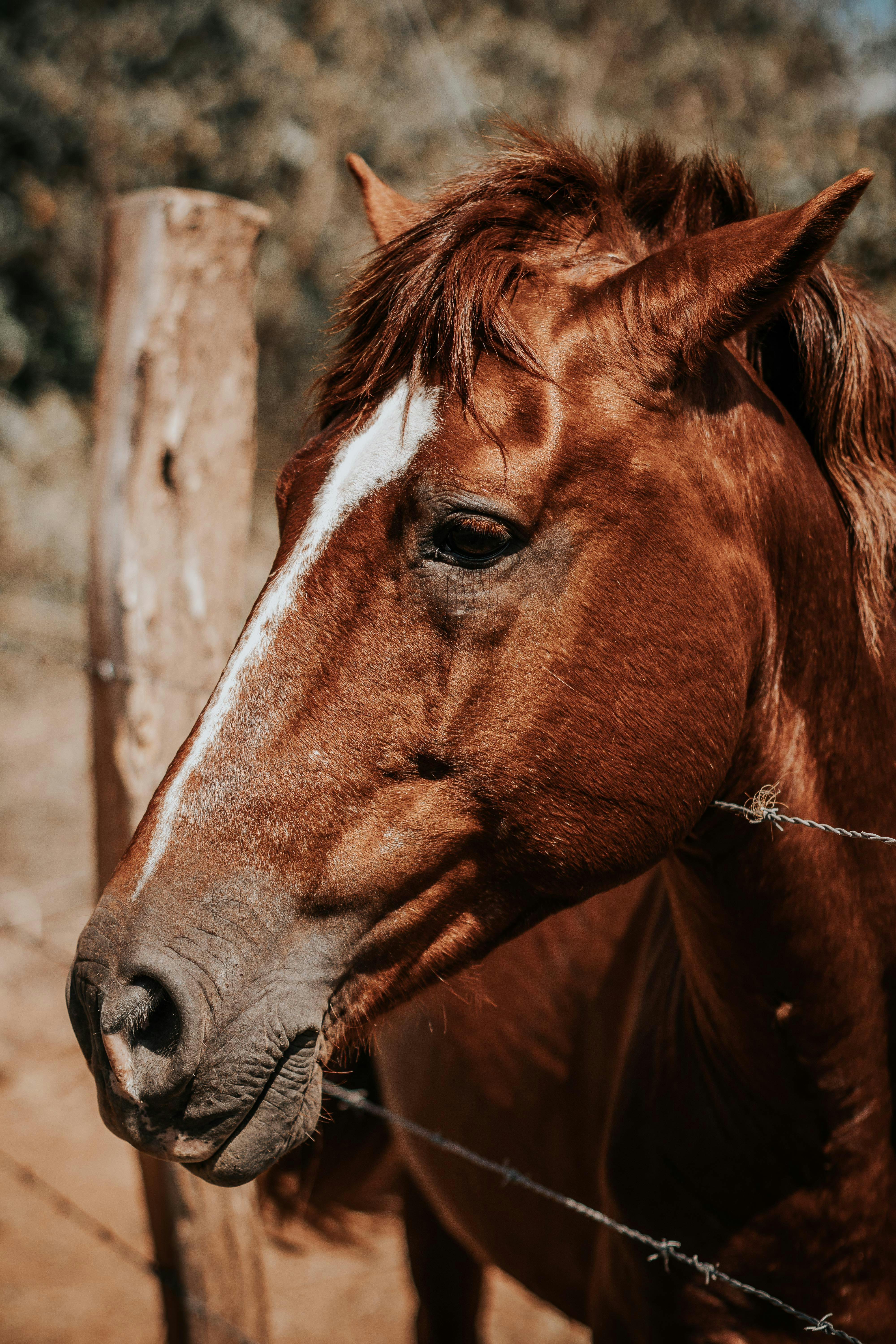 4000x6000 Close Up Shot Of A Brown Horse · Free