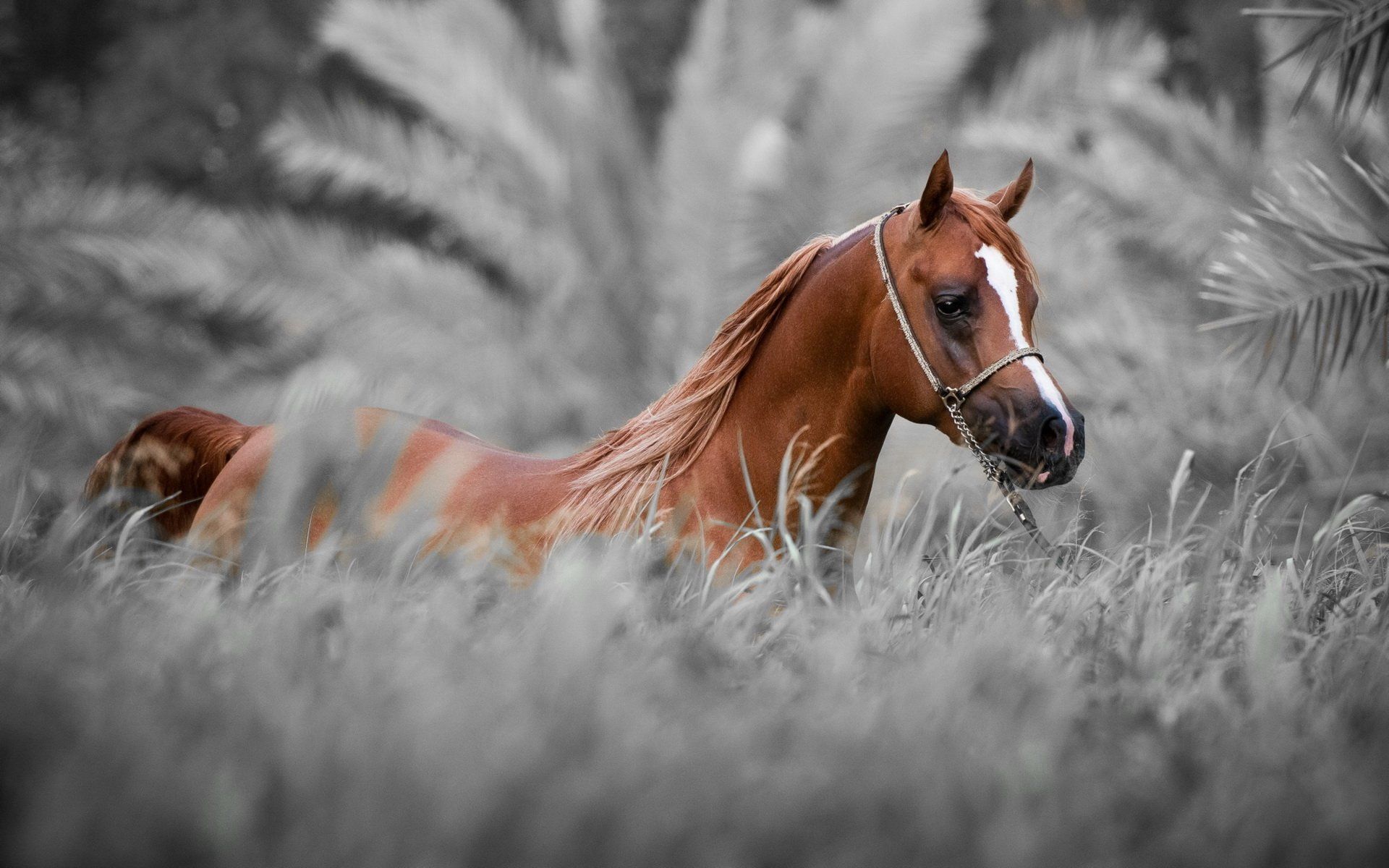 1920x1200 Chestnut Stallion in Misty Grass