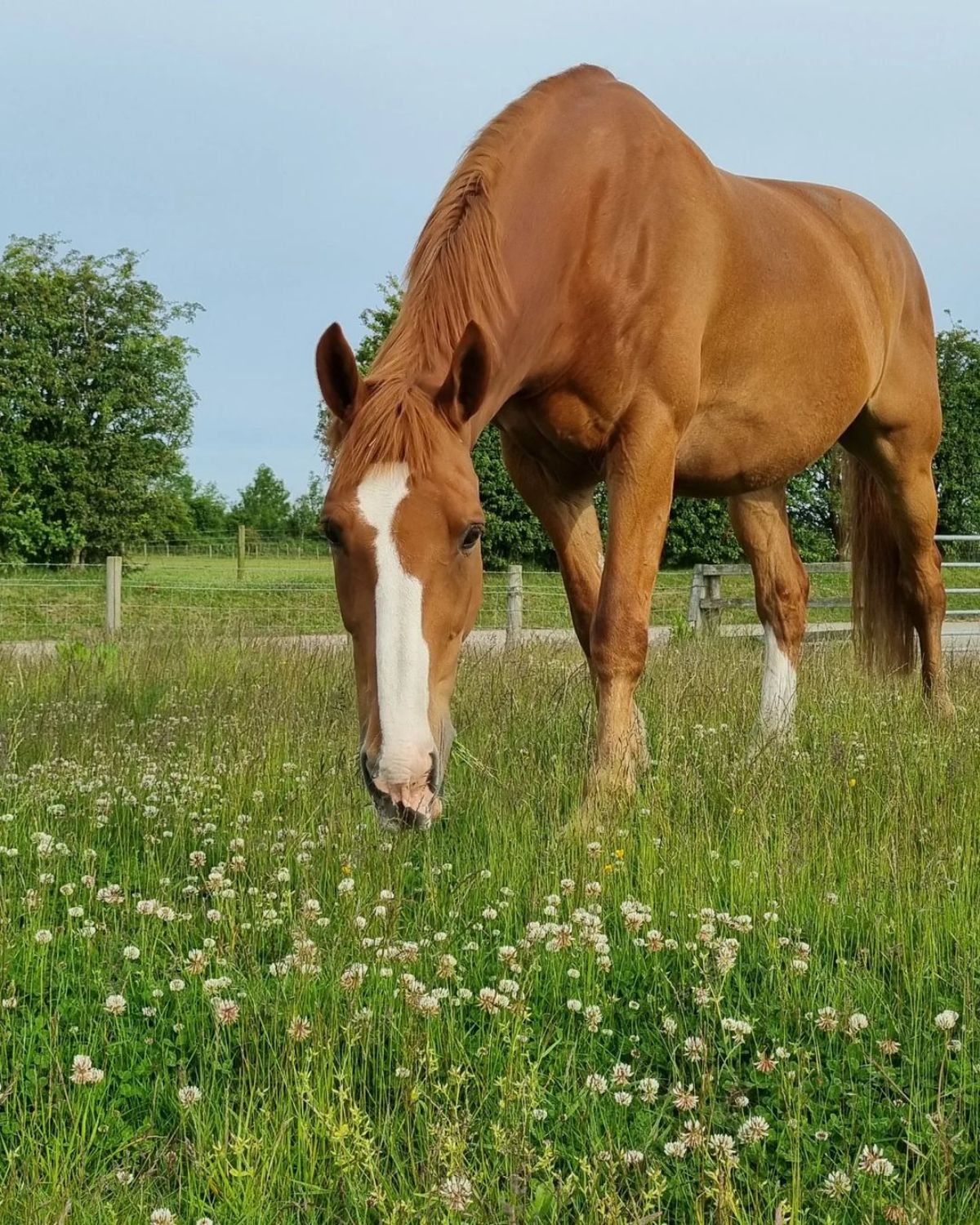 1200x1500 Magnificent Chestnut Horses (Unique Colors)